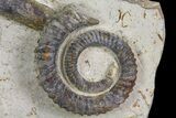 Two Devonian Ammonites (Anetoceras) With Cephalopod #154702-3